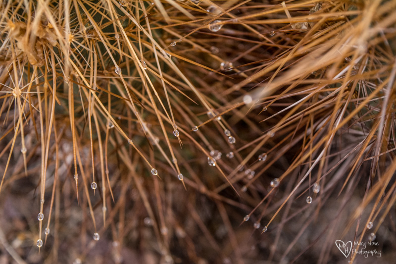 cactus spines with rain drops