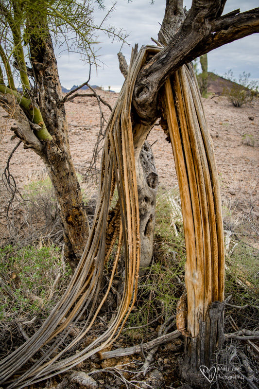 Saguaro draped on a tree
