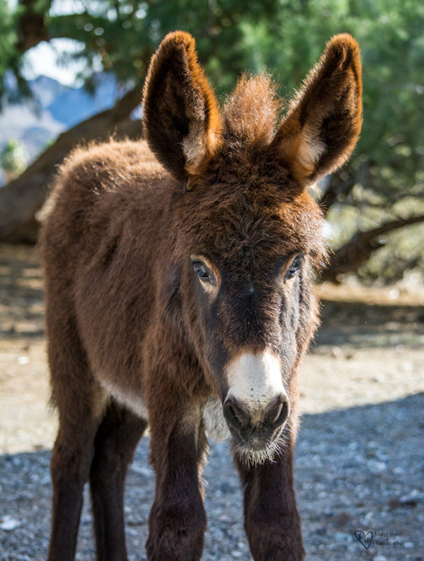 young brown wild burro 