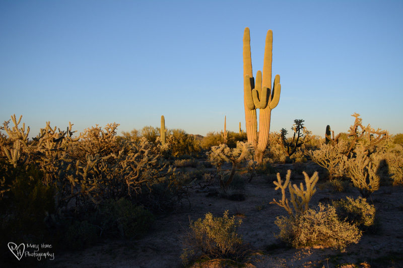 Give Me Solitude saguaro cactus