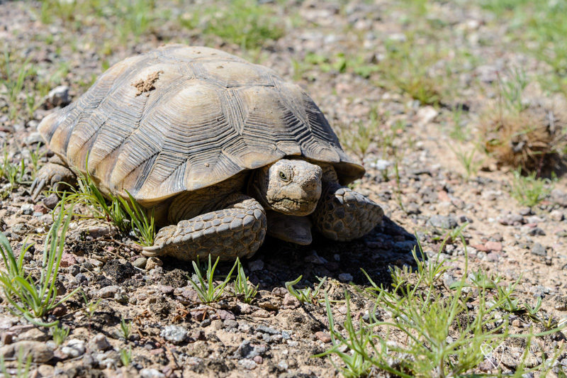 A Desert Tortoise