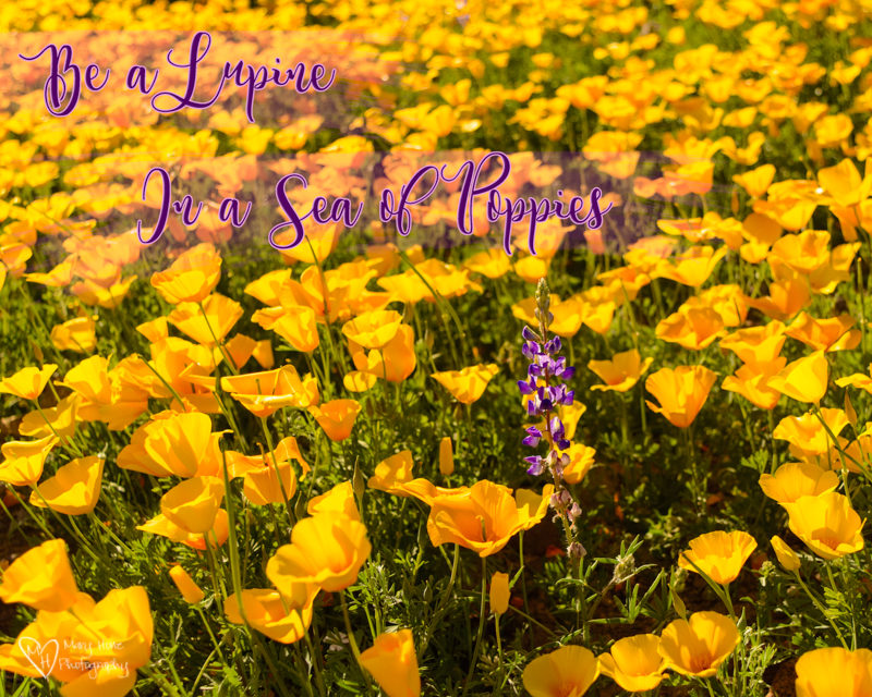 be a lupine in a field of poppies