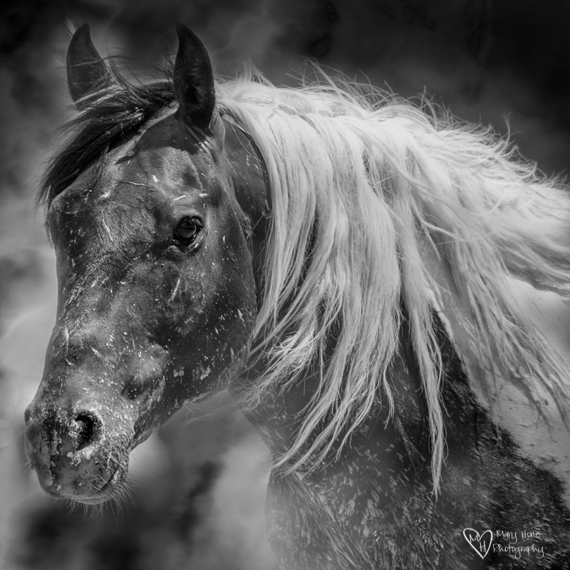wild horse in black and white