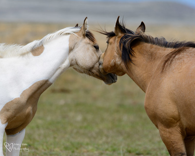 wild horse kisses