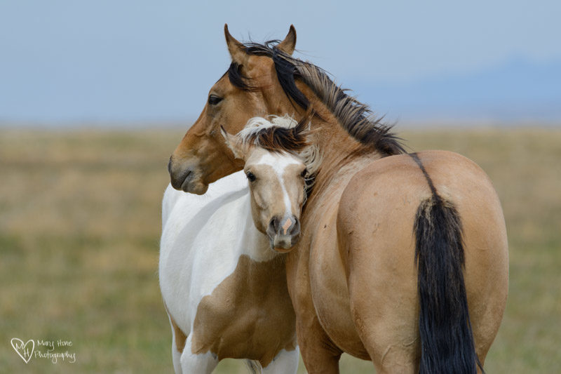 wild horse pair, Nothing Like a Little Wild Horse Therapy