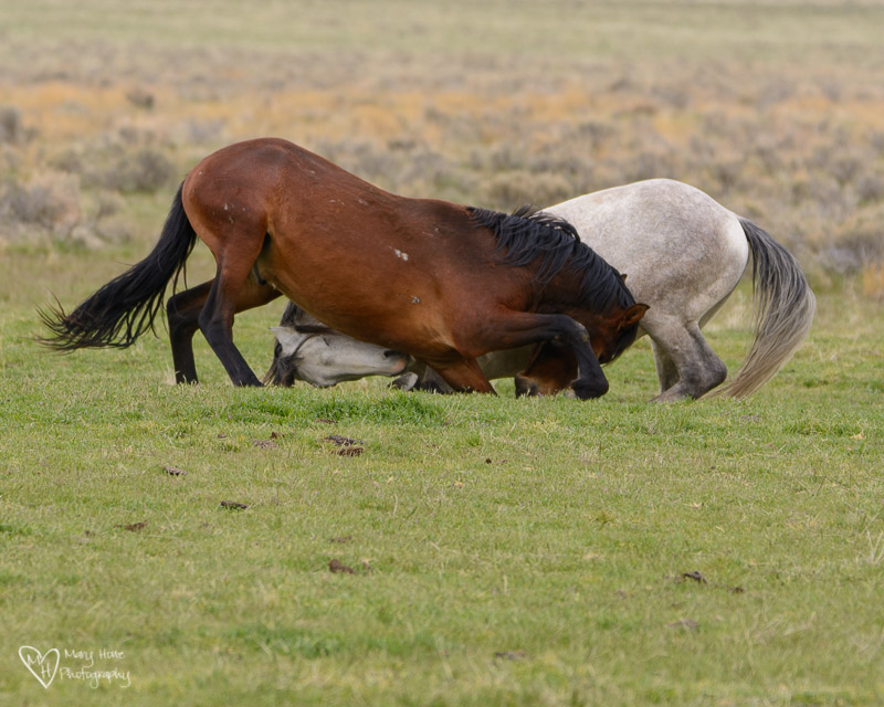 wild horses fighting