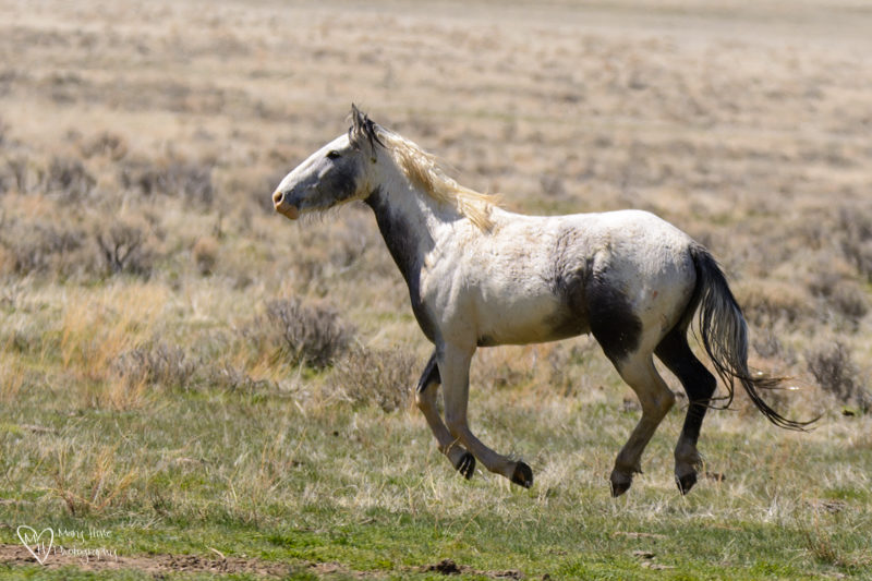Wild Horse Stallions running 