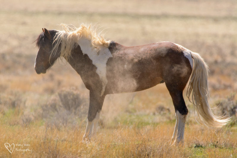 Wild Horse Stallions shaking the dust