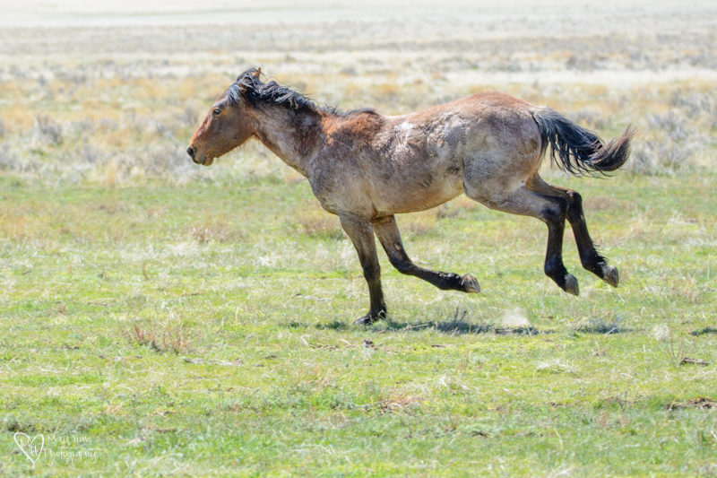 Wild Horse Stallions running