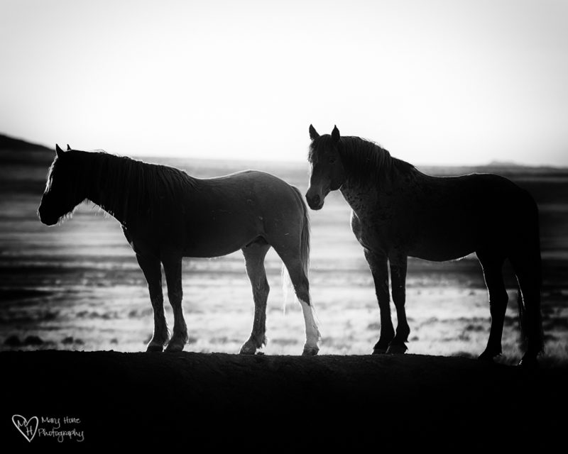 Wild Horse Stallions