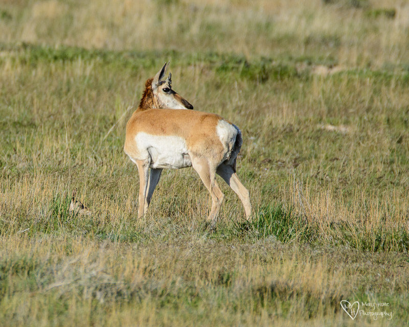 a mothers love is everywhere, baby pronghorn antelope