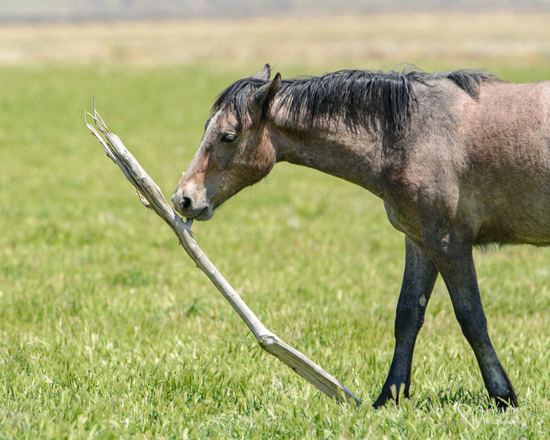 This funny horse thinks he's a dog, wild horse playing with a stick 