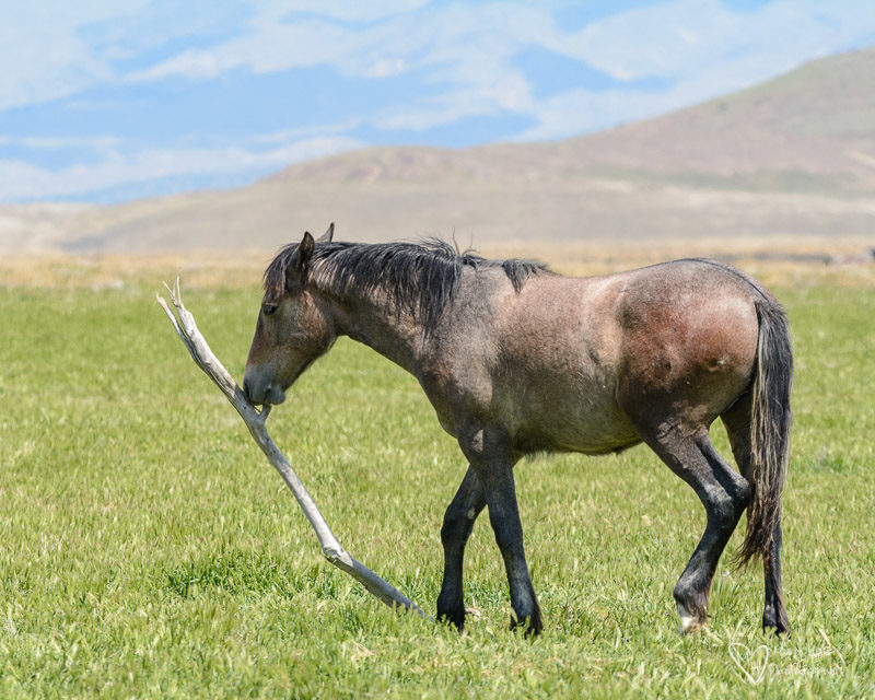 wild horse carrying a stick around