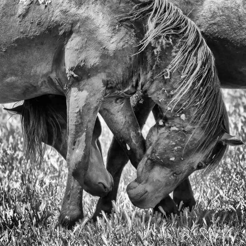 wild horses in black and white