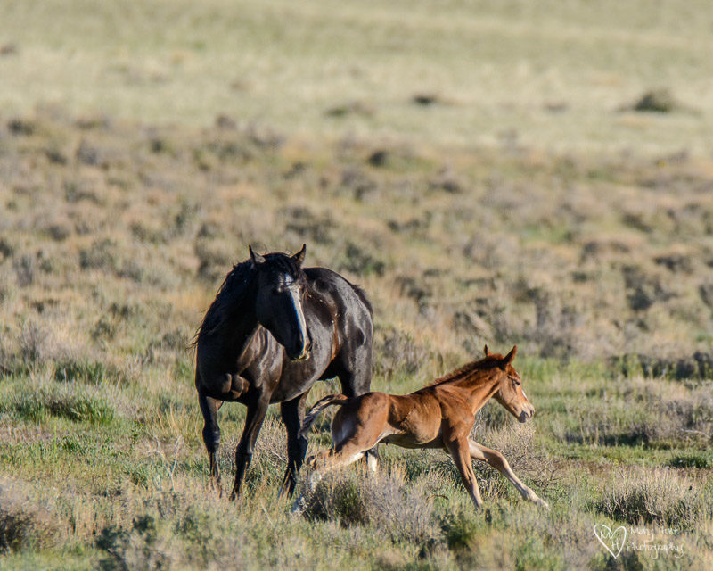 a mothers love is everywhere, wild horse foal