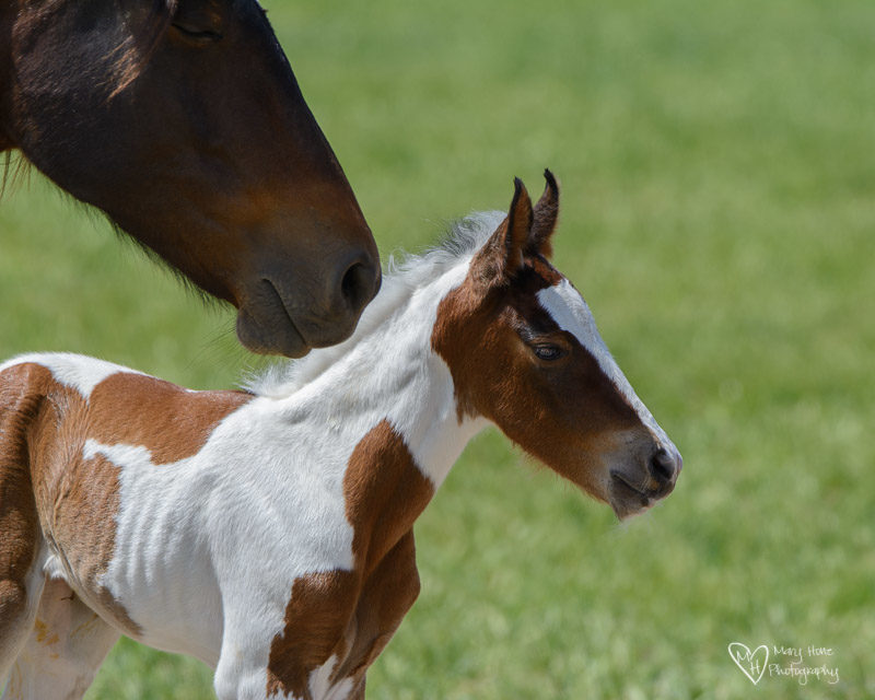 a mothers love is everywhere, wild horse foal