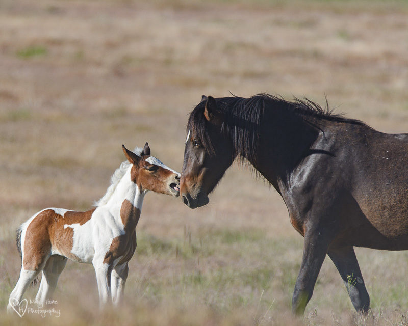 wild horse pinto filly