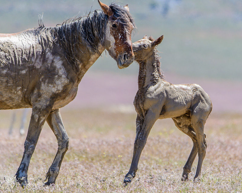 muddy wild horse foals 