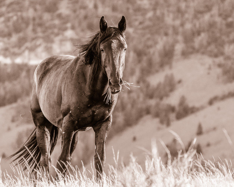 Wild horses in Idaho