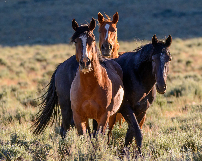 Wild horses in Idaho