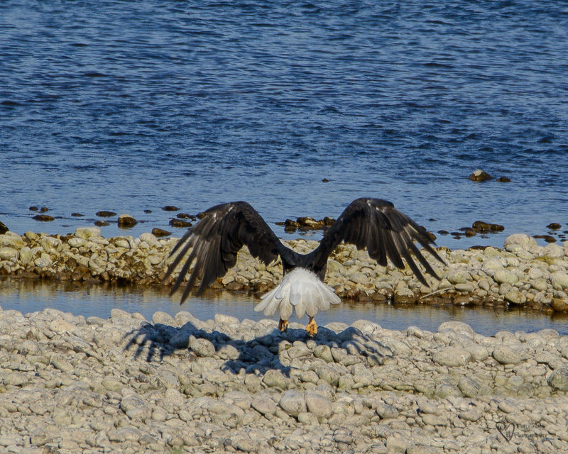 Bald Eagles, and Nesting Osprey in Idaho, bald eagle in flight