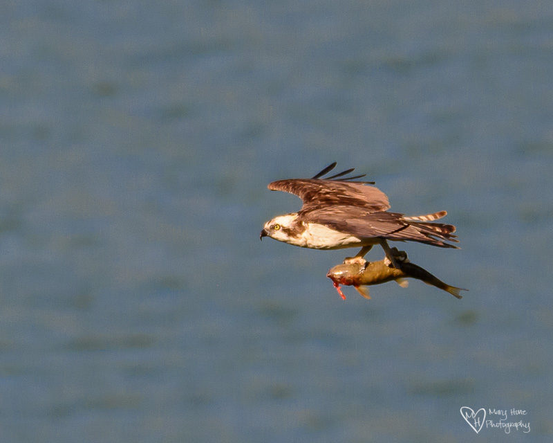 osprey flying with fish