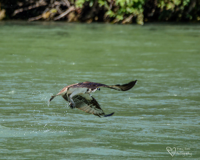 osprey hunting fish