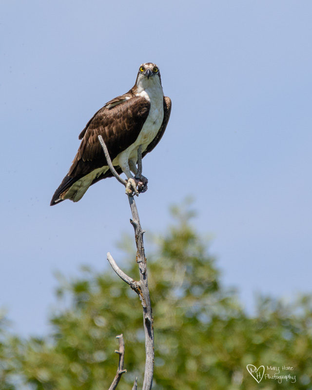 osprey perched, life on the river