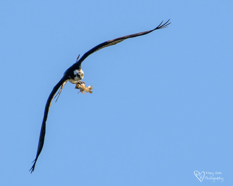 osprey with a fish, life on the river