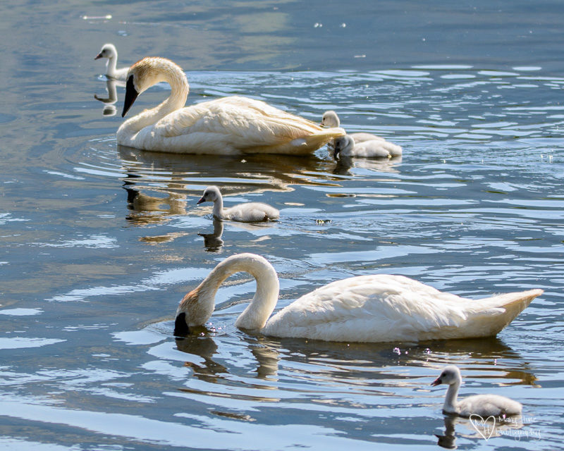 swan family cygnets