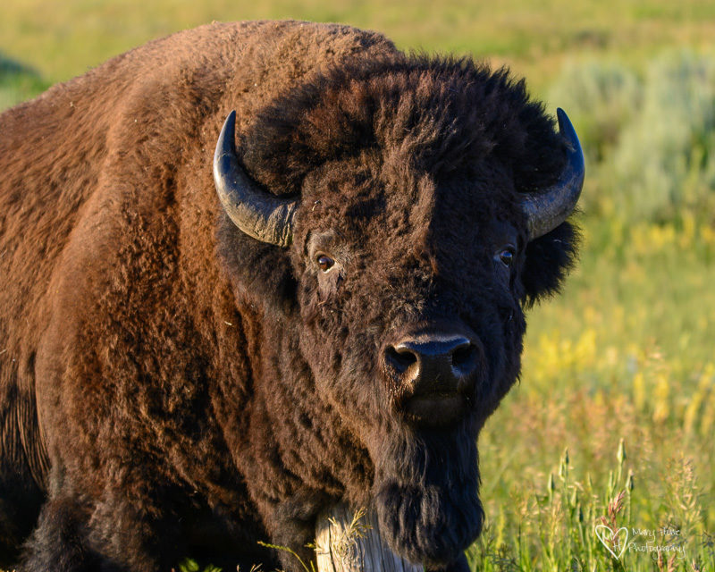 large bison