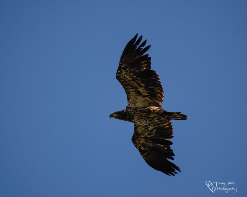 young bald eagle in flight