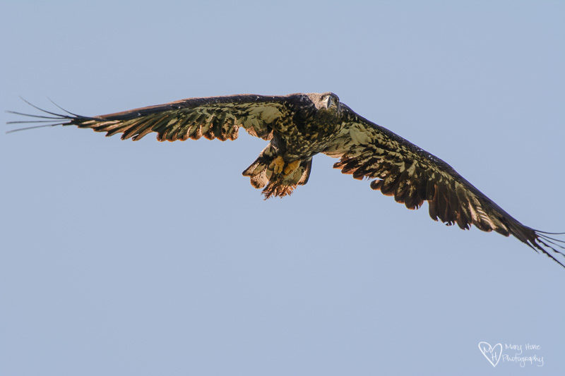 young bald eagle flying