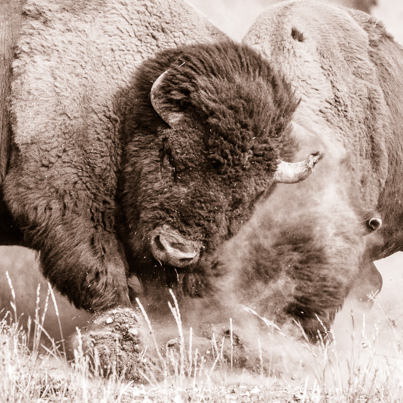 fighting bison
