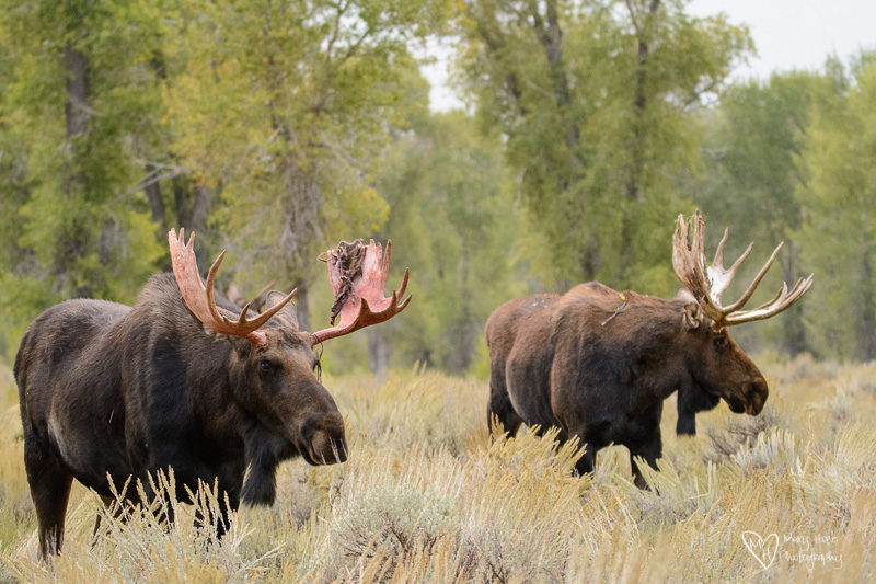 Moose in Wyoming, 2 bull moose