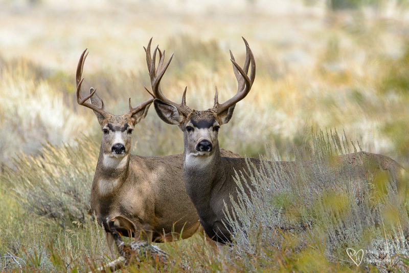 two buck deer