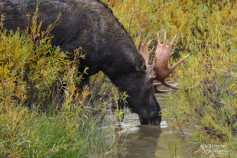 A Tale of Two Moose, bull moose in the fall 