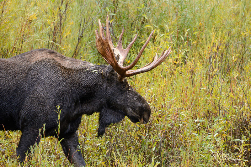 A Tale of Two Moose, bull moose in the fall 