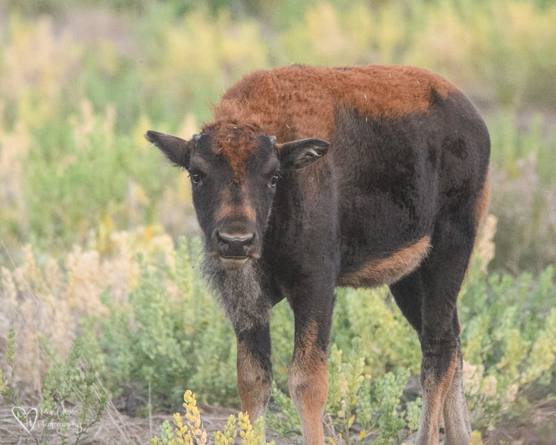 two tone bison calf in wyoming