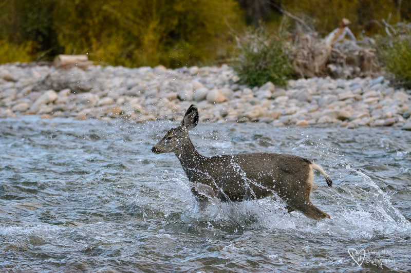 deer fawn in the river
