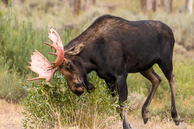 Excited bull moose