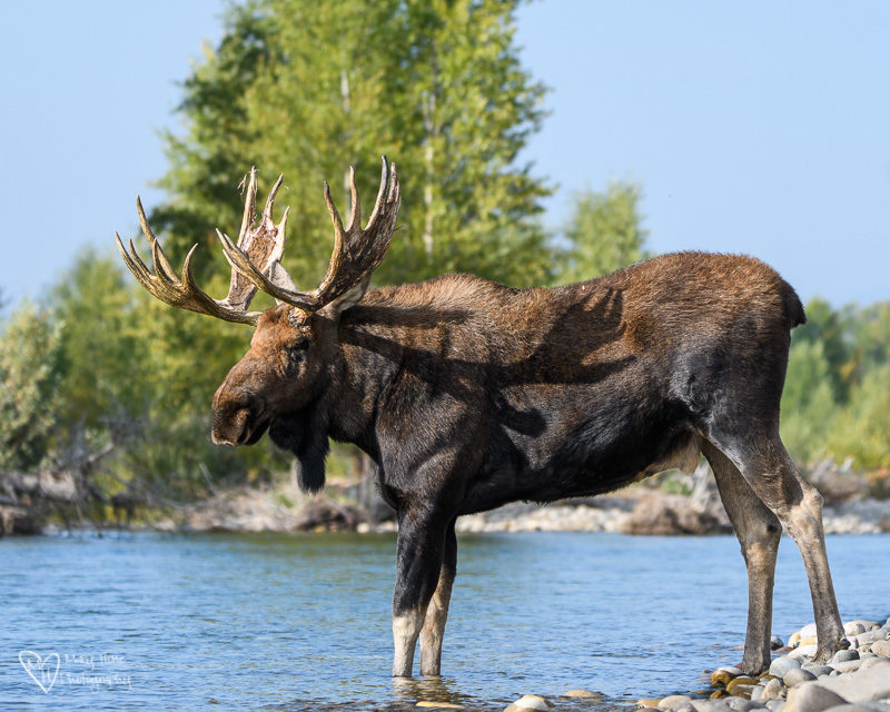 Moose in Wyoming, bull moose at river