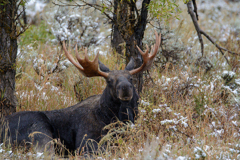 Fall in the Tetons. moose in the snow
