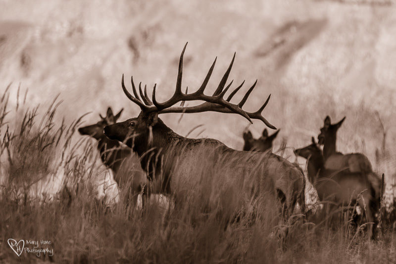 bull elk with cows