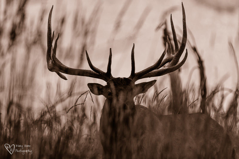 90% of National Park Visitors Never Leave the Road, huge bull elk