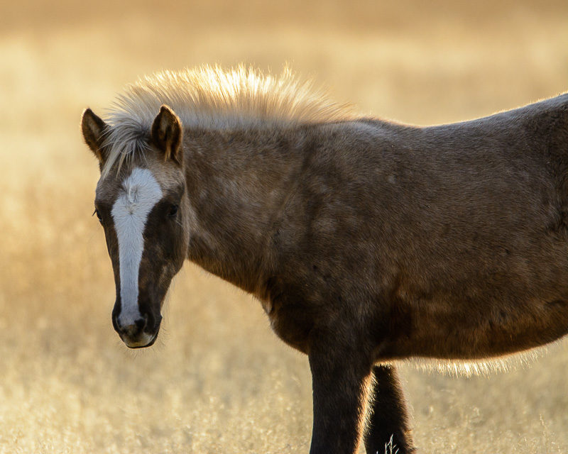 wild horse filly