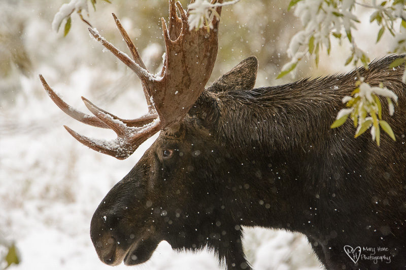 Moose in the Snow