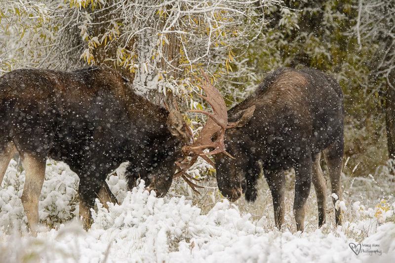 Moose in the Snow fighting