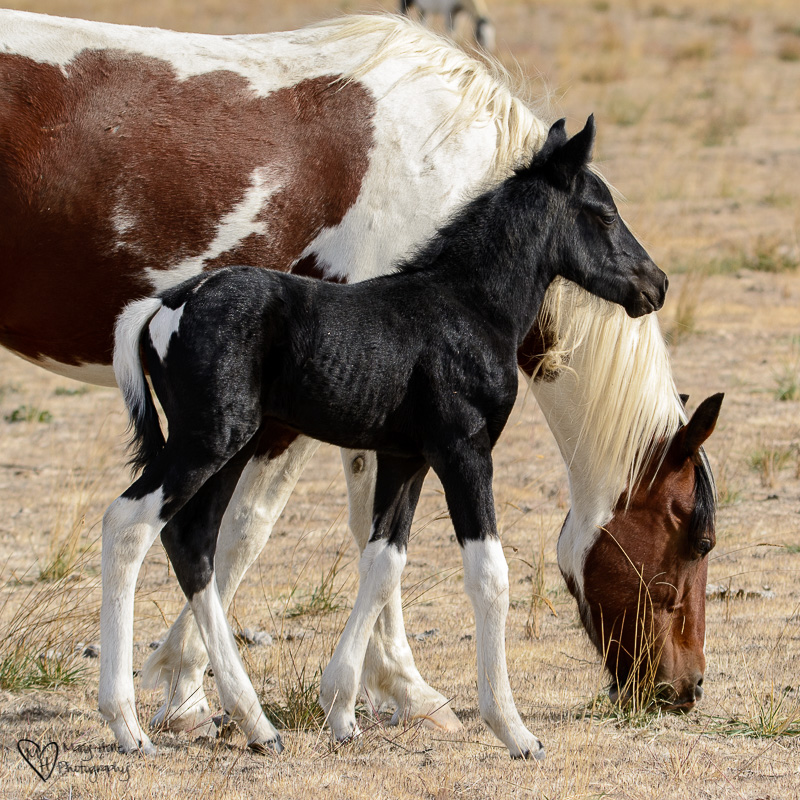 new wild horse filly