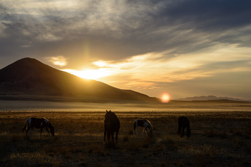 sunset and wild horses